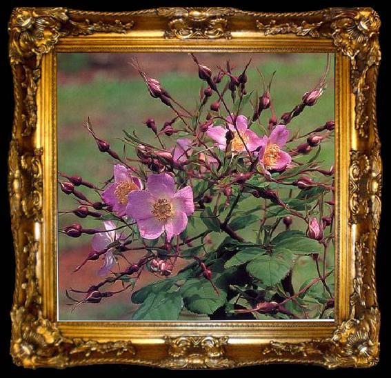 framed  unknow artist Still life floral, all kinds of reality flowers oil painting  195, ta009-2